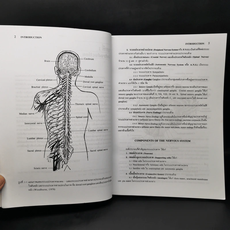 Neuroanatomy ประสาทกายวิภาคศาสตร์ - มีชัย ศรีใส รูปที่ 9