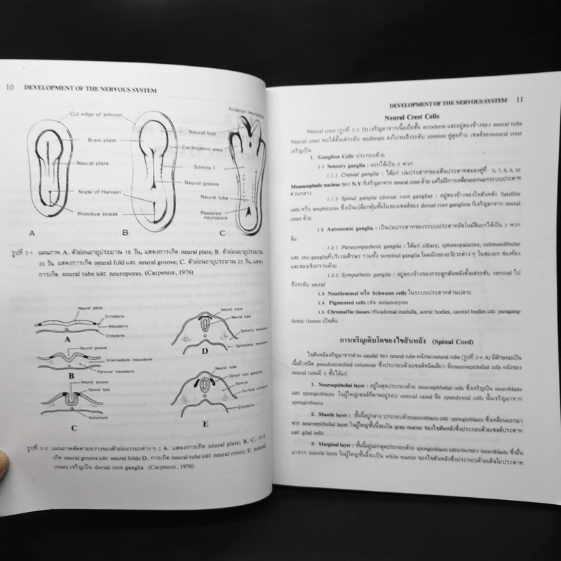 Neuroanatomy ประสาทกายวิภาคศาสตร์ - มีชัย ศรีใส รูปที่ 10
