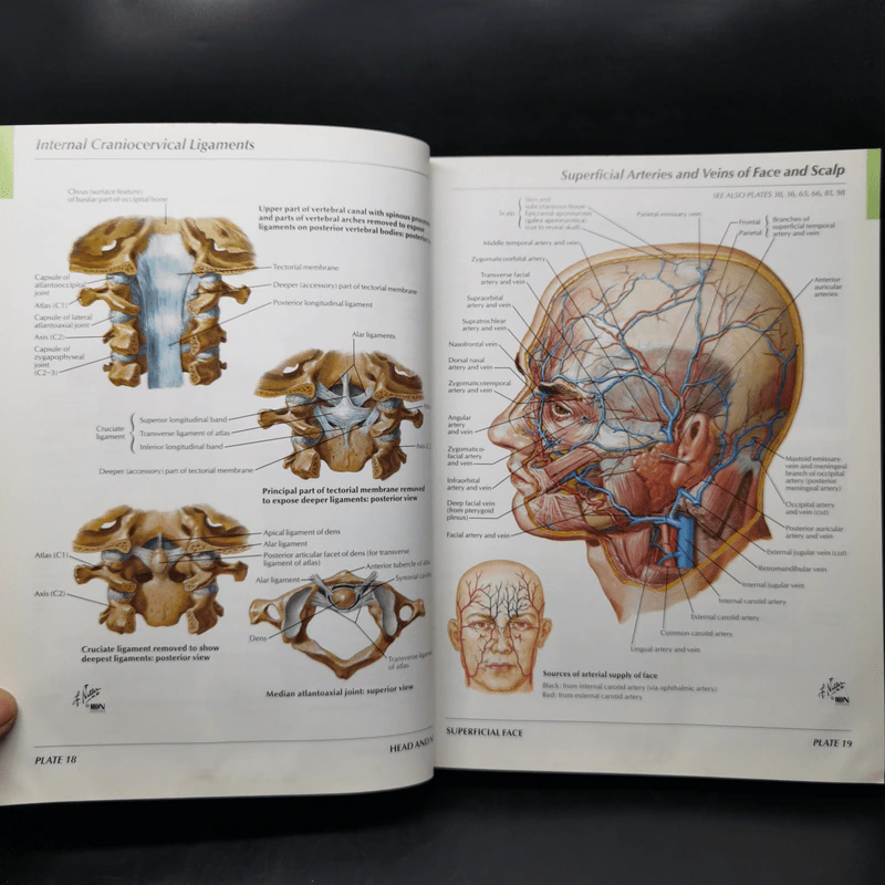 Atlas of Human Anatomy - Frank H. Netter รูปที่ 15