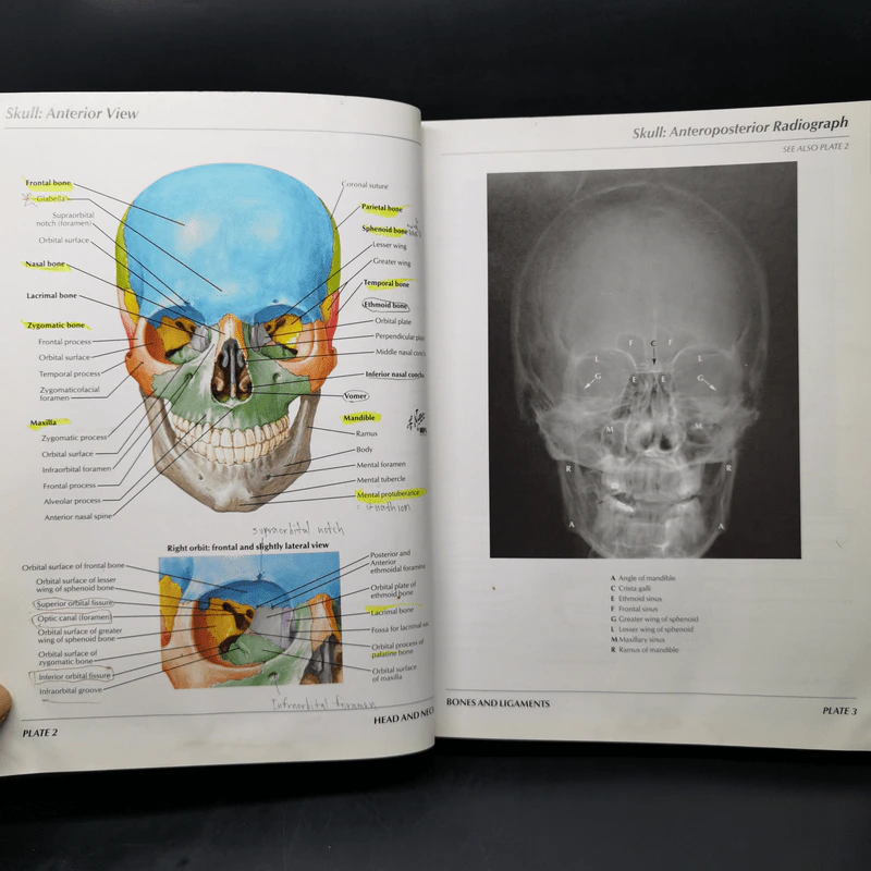 Atlas of Human Anatomy - Frank H. Netter รูปที่ 13