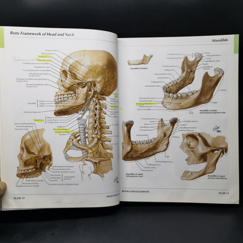 Atlas of Human Anatomy - Frank H. Netter รูปที่ 14
