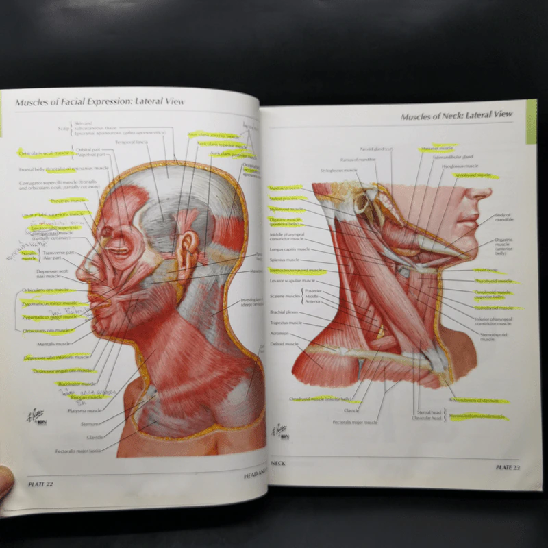 Atlas of Human Anatomy - Frank H. Netter รูปที่ 16