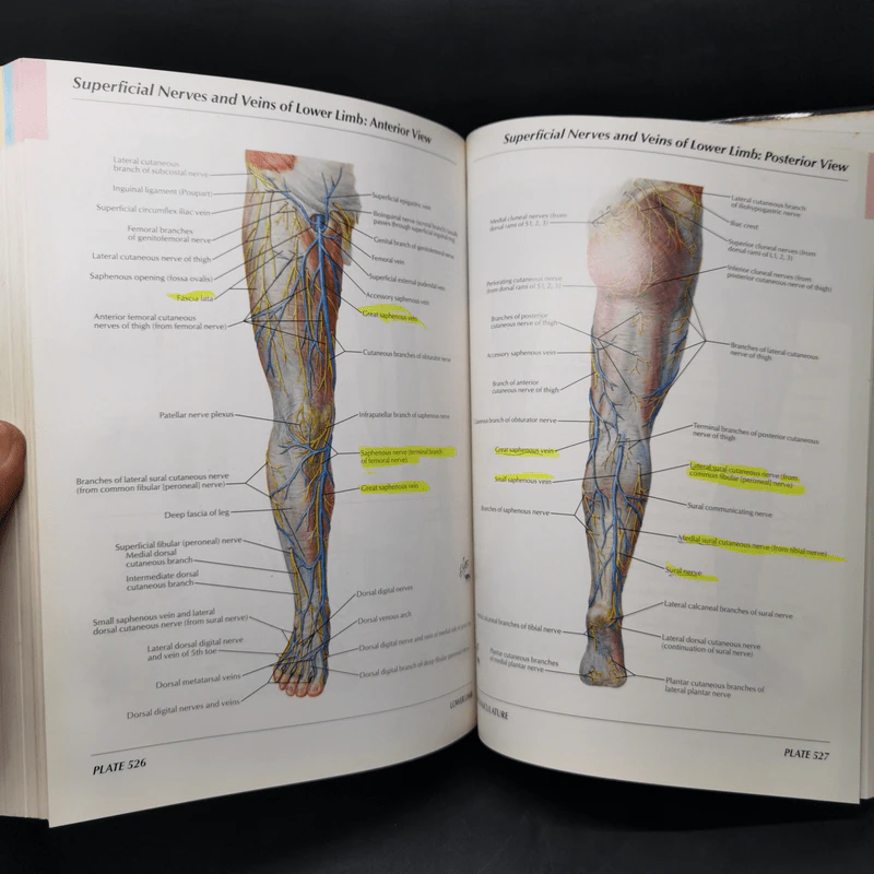 Atlas of Human Anatomy - Frank H. Netter รูปที่ 19
