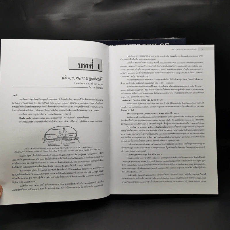 The Textbook of Spine Volume1-2 ตำรากระดูกสันหลัง - อนุสาขากระดูกสันหลัง ราชวิทยาลัยแพทย์ออร์โธปิติกส์แห่งประเทศไทย รูปที่ 15