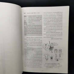 อนุกรมวิธานพืช อักษร ข เล่ม 2 ฉบับราชบัณฑิตยสภา รูปที่ 14