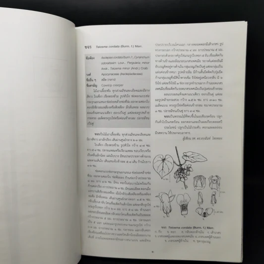 อนุกรมวิธานพืช อักษร ข เล่ม 2 ฉบับราชบัณฑิตยสภา รูปที่ 14