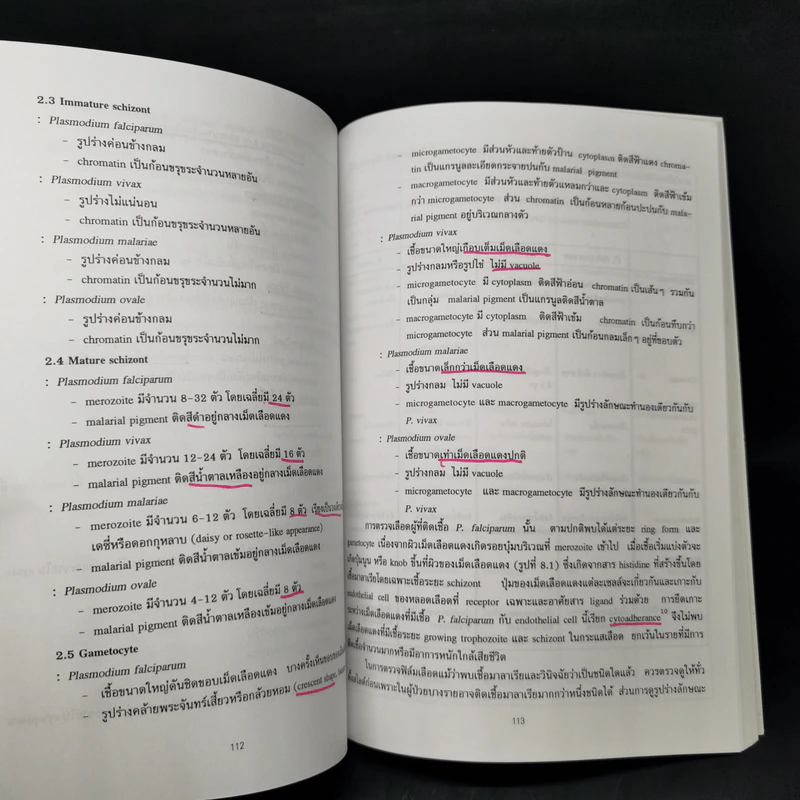 โปรโตซัวทางการแพทย์ Medical Protozoology รูปที่ 13