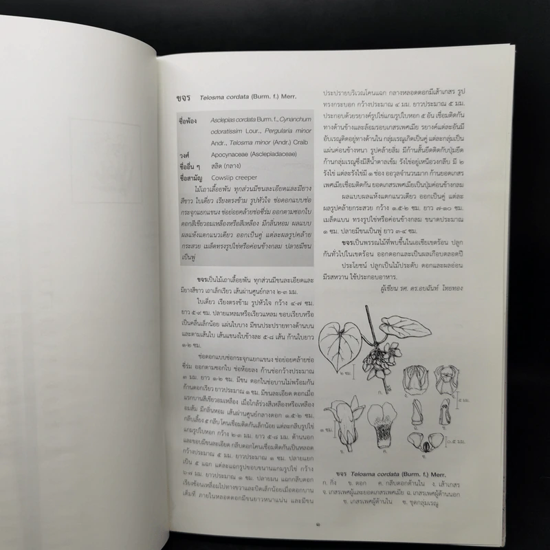 อนุกรมวิธานพืช อักษร ข เล่ม 2 ฉบับราชบัณฑิตยสภา รูปที่ 14