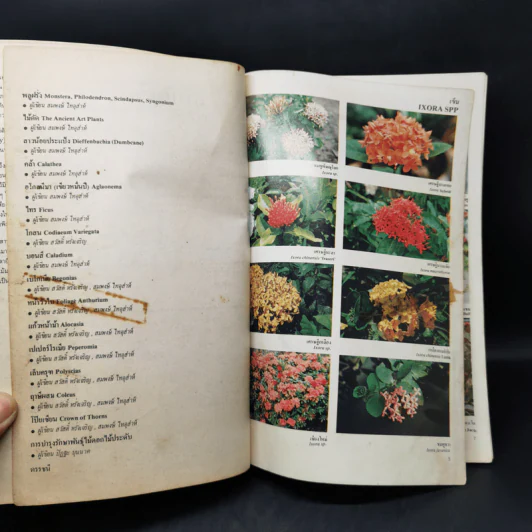 สารานุกรมไม้ประดับในประเทศไทย รูปที่ 11