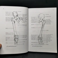 Lower Extremity (Dissection and Clinical Application) รูปที่ 11