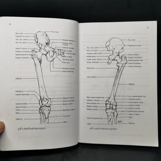 Lower Extremity (Dissection and Clinical Application) รูปที่ 11