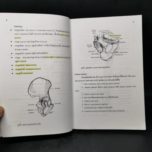 Lower Extremity (Dissection and Clinical Application) รูปที่ 10
