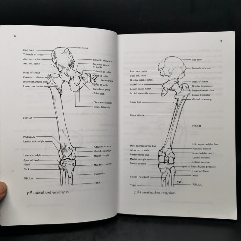 Lower Extremity (Dissection and Clinical Application) รูปที่ 11