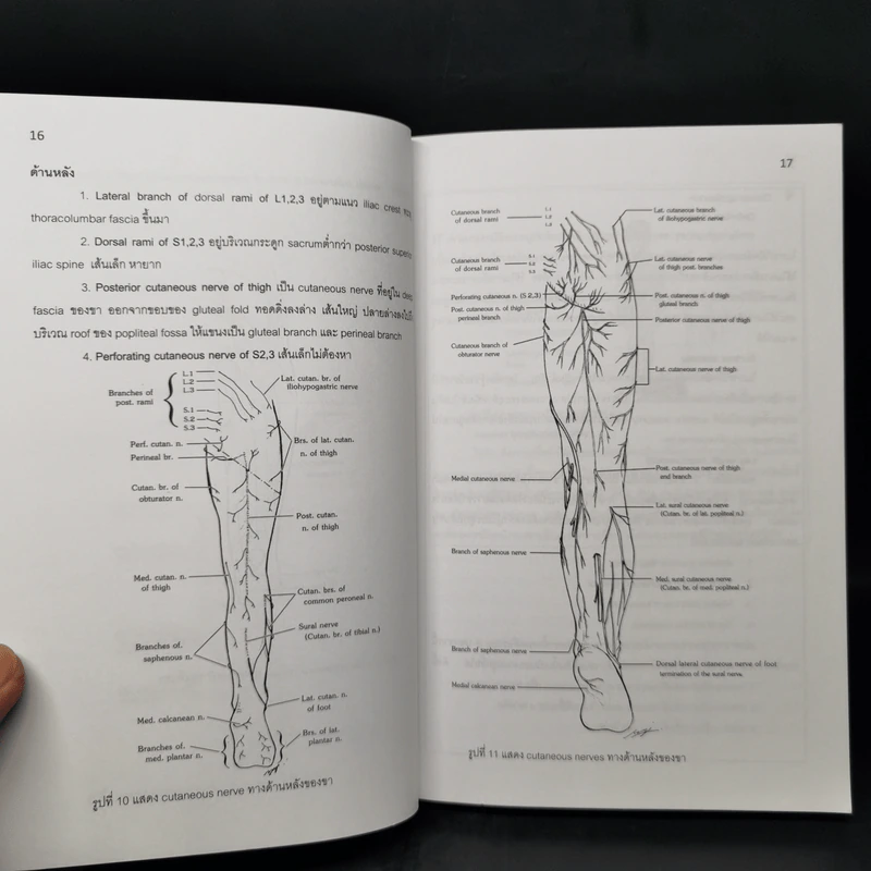 Lower Extremity (Dissection and Clinical Application) รูปที่ 12