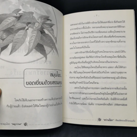 ราชาสมุนไพร พญาวานร ฮว่านง็อก พืชมหัศจรรย์รักษามะเร็ง รูปที่ 10