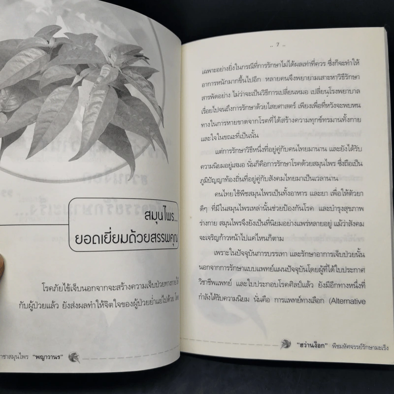 ราชาสมุนไพร พญาวานร ฮว่านง็อก พืชมหัศจรรย์รักษามะเร็ง รูปที่ 10