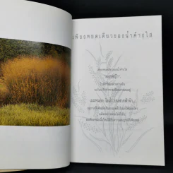 ดอกหญ้า คุณค่าในตัวเอง - นุสรณ์ รูปที่ 9