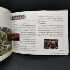 Cactus - ชมรมกระบองเพชรแห่งประเทศไทย รูปที่ 11