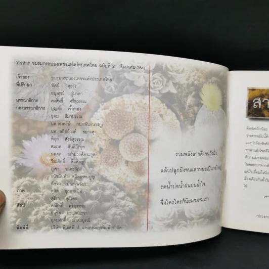 Cactus ชมรมกระบองเพชรแห่งประเทศไทย รูปที่ 9