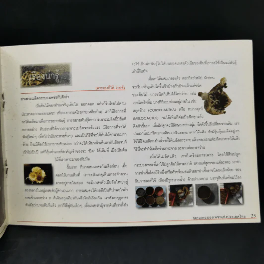 Cactus ชมรมกระบองเพชรแห่งประเทศไทย รูปที่ 11