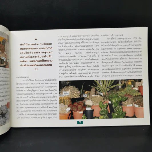 Cactus 4 - ชมรมกระบองเพชรแห่งประเทศไทย รูปที่ 10