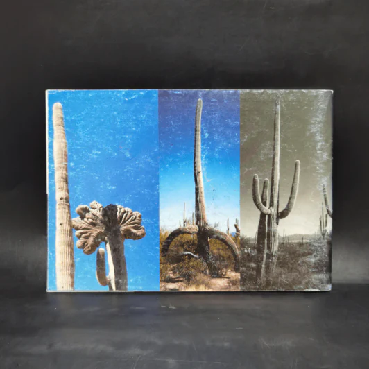 Cactus - ชมรมกระบองเพชรแห่งประเทศไทย รูปที่ 2