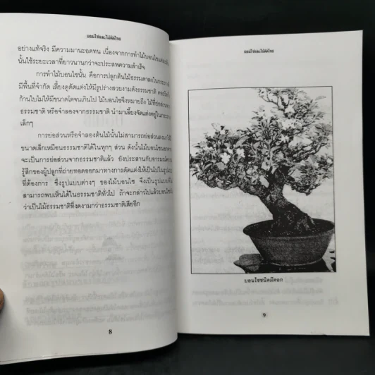 บอนไซและไม้ดัดไทย - พฤกษทล รูปที่ 10