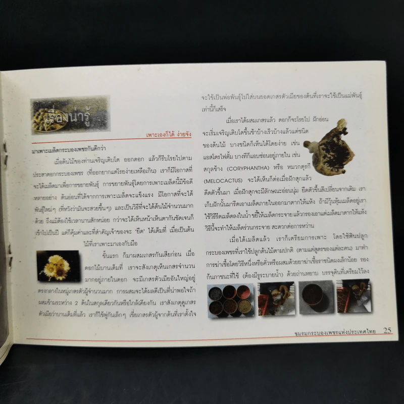 Cactus ชมรมกระบองเพชรแห่งประเทศไทย รูปที่ 11