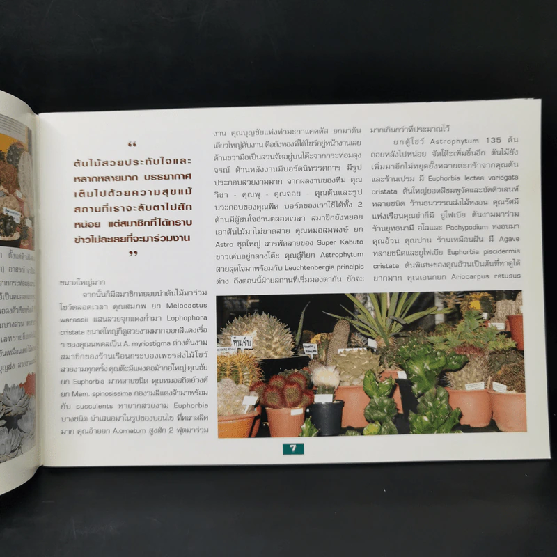 Cactus 4 - ชมรมกระบองเพชรแห่งประเทศไทย รูปที่ 10