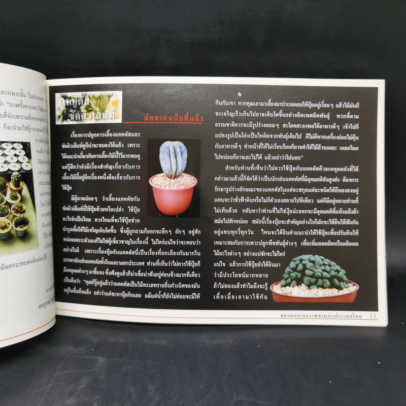 Cactus - ชมรมกระบองเพชรแห่งประเทศไทย รูปที่ 10