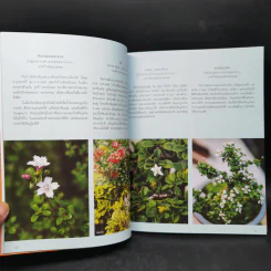 บอนไซ Bonsai - ภวพล ศุภนันทนานนท์ รูปที่ 12