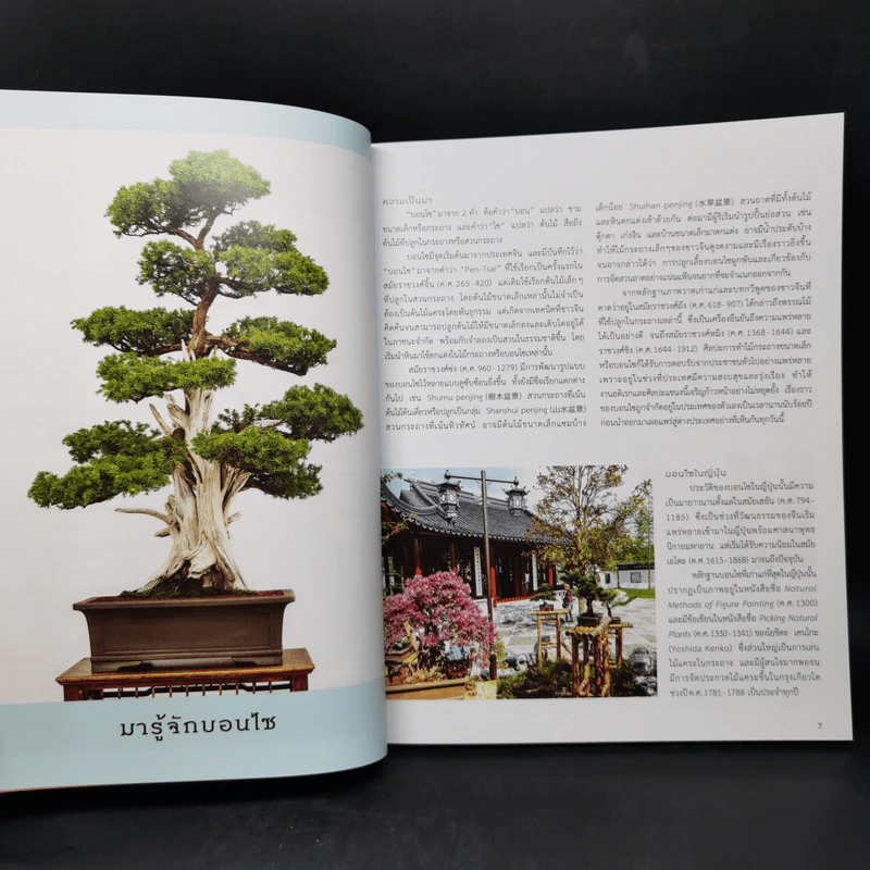 บอนไซ Bonsai - ภวพล ศุภนันทนานนท์ รูปที่ 10