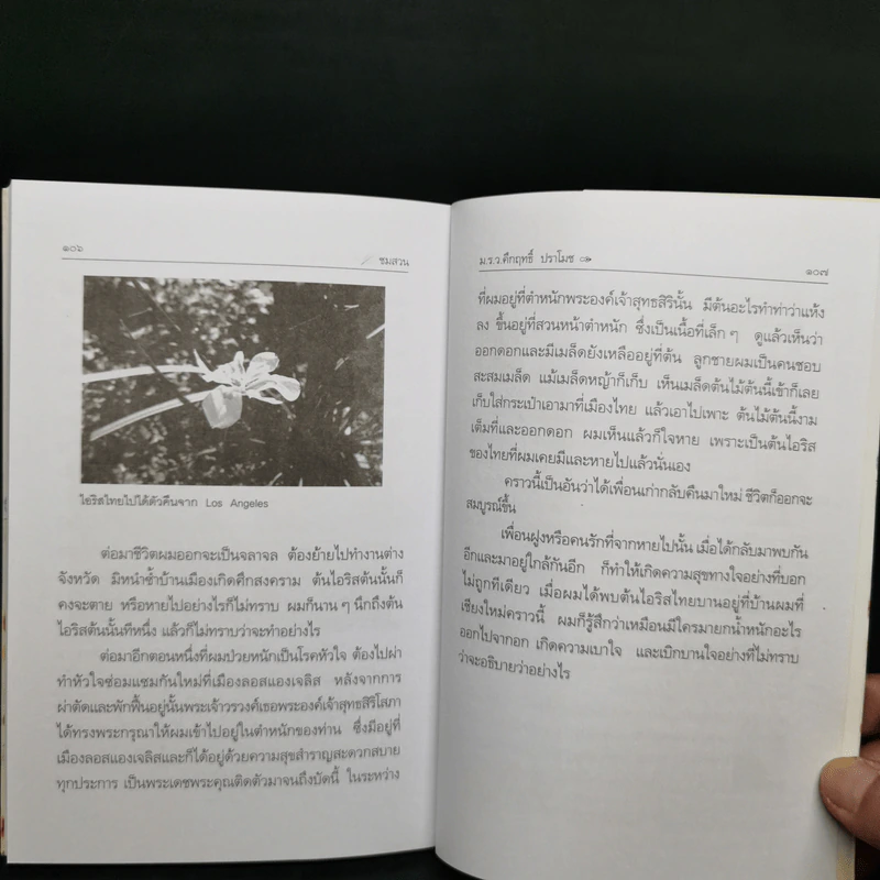 ชมสวน ต้นไม้ใบหญ้าคือความสงบเย็นแห่งจิตใจ - คึกฤทธิ์ ปราโมช รูปที่ 10