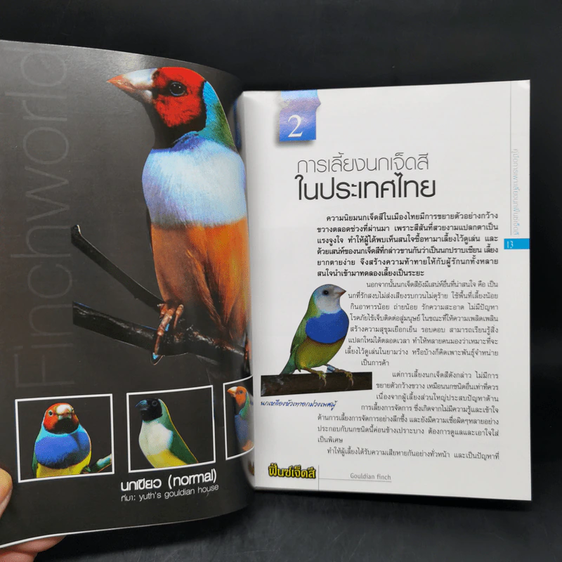 ฟิ้นซ์เจ็ดสี Gouldian Finch คู่มือของคนรักนกเจ็ดสี - ภูไทย หนูรอด รูปที่ 11