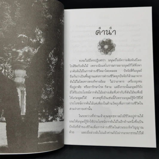 ต้นโมกข์ - แก้ว-ขวัญ รูปที่ 9