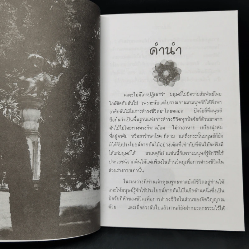 ต้นโมกข์ - แก้ว-ขวัญ รูปที่ 9