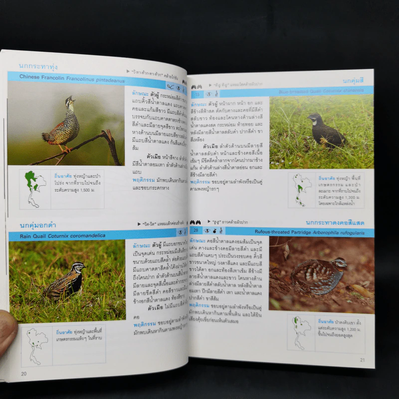 Thailand Bird Guide คู่มือจำแนกชนิดนกด้วยภาพถ่ายที่สมบูรณ์ที่สุด - รุ่งโรจน์ จุกมงคล รูปที่ 12