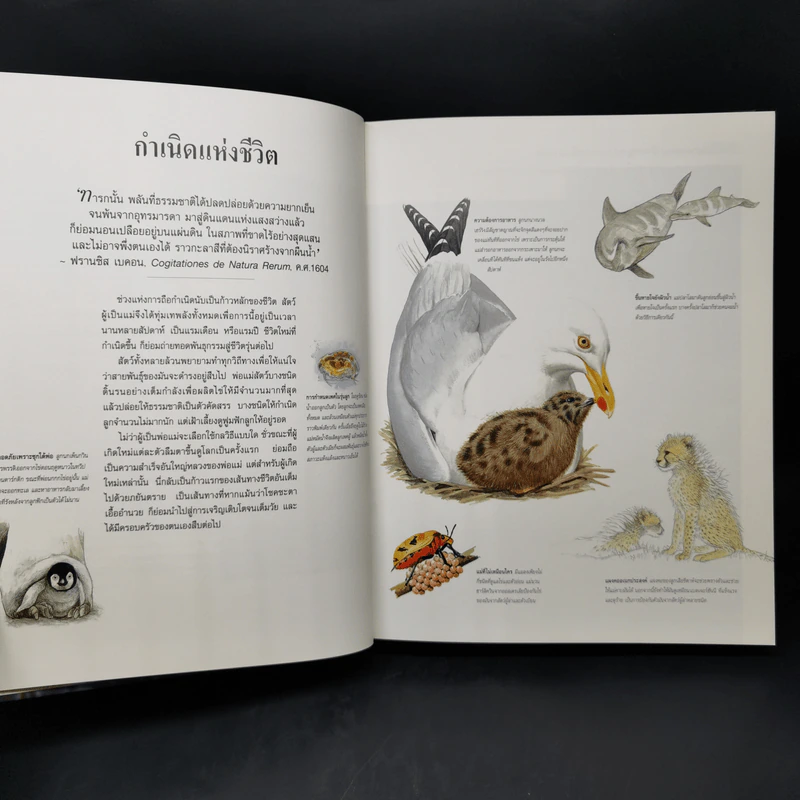 สำรวจชีวิต สัตว์โลกผู้น่าทึ่ง - รีดเดอร์ส ไดเจสท์ รูปที่ 11