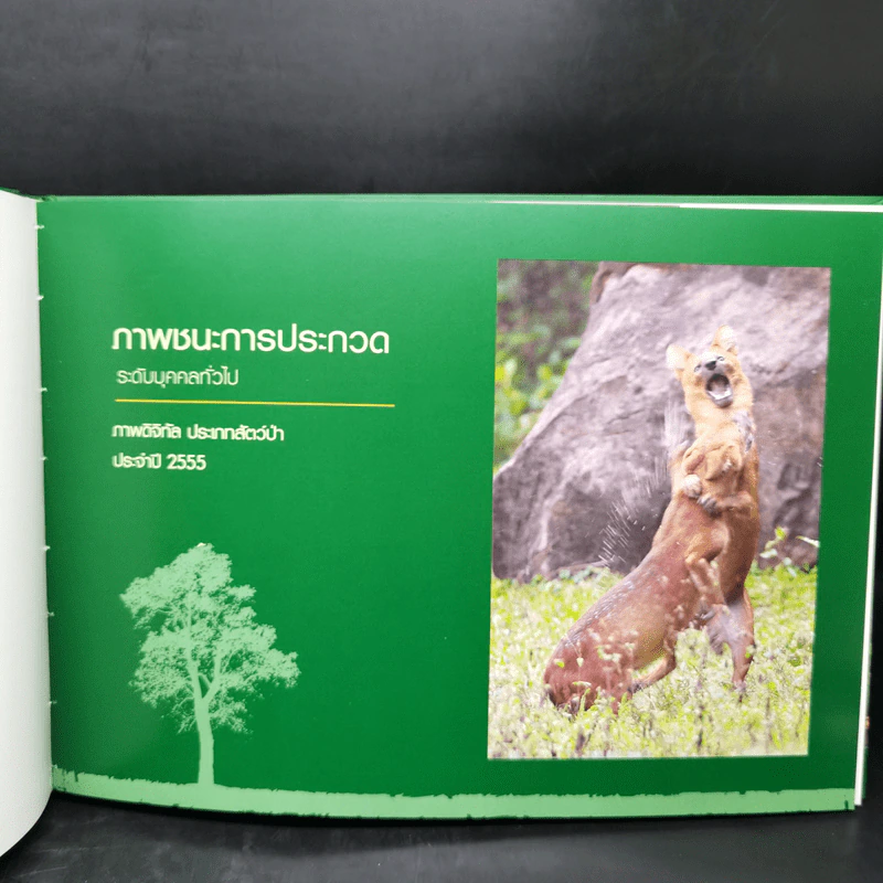สัตว์มีค่า ป่ามีคุณ โครงการประกวดถ่ายภาพอนุรักษ์ธรรมชาติ ครั้งที่ 18 ประจำปี 2555 รูปที่ 10