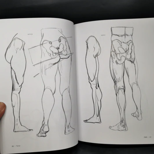 Anatomy for Arttist กายวิภาคอาร์ทิสต์ - มิเชล ลอริเชลลา รูปที่ 17