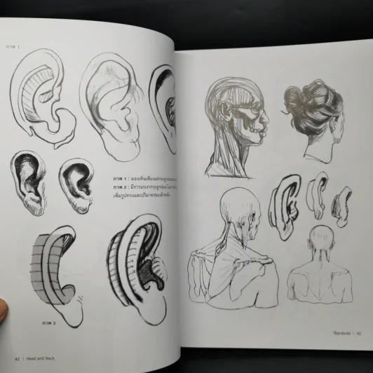 Anatomy for Arttist กายวิภาคอาร์ทิสต์ - มิเชล ลอริเชลลา รูปที่ 15