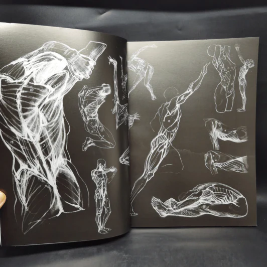 Anatomy for Arttist กายวิภาคอาร์ทิสต์ - มิเชล ลอริเชลลา รูปที่ 8