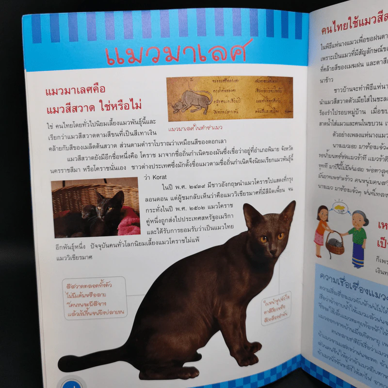 แมวไทย - สุวัฒน์ อัศวไชยชาญ รูปที่ 12