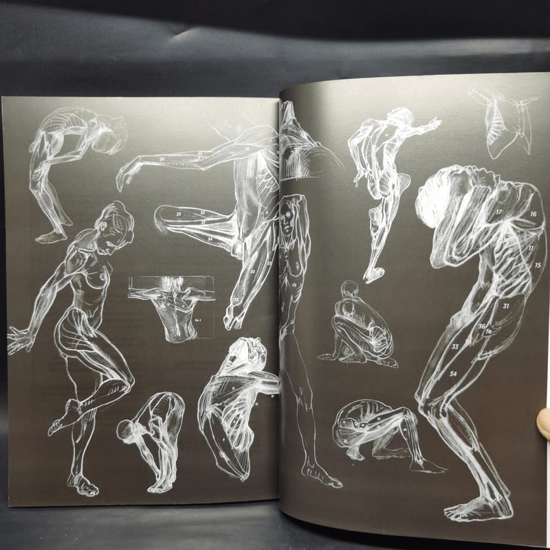 Anatomy for Arttist กายวิภาคอาร์ทิสต์ - มิเชล ลอริเชลลา รูปที่ 18