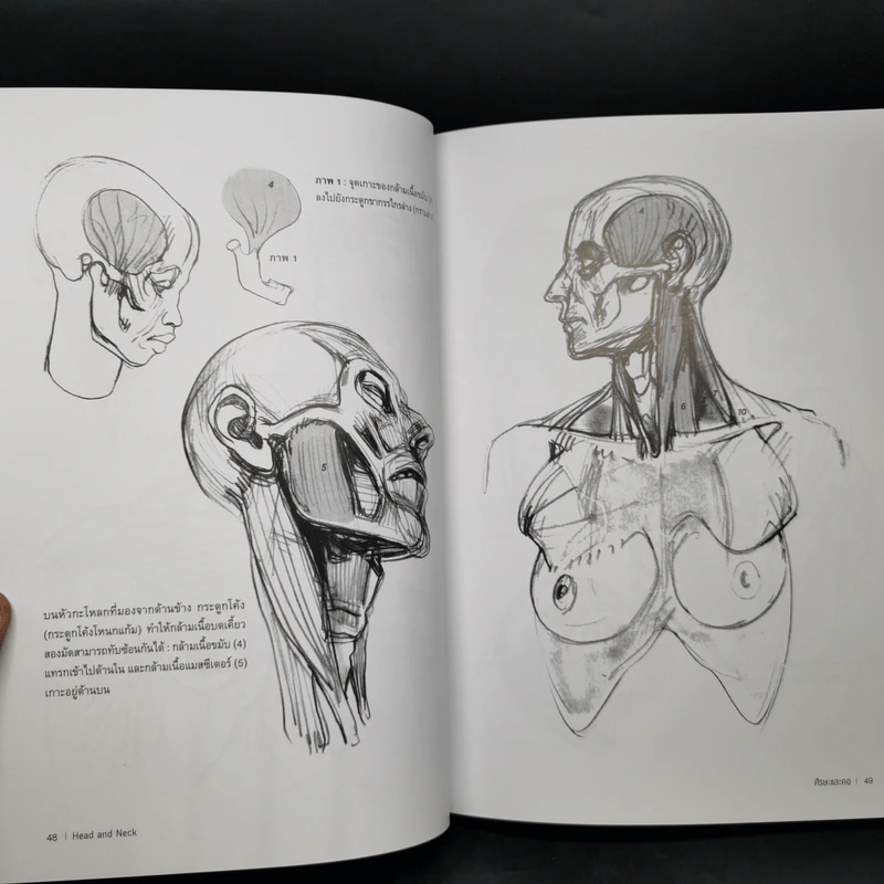 Anatomy for Arttist กายวิภาคอาร์ทิสต์ - มิเชล ลอริเชลลา รูปที่ 16