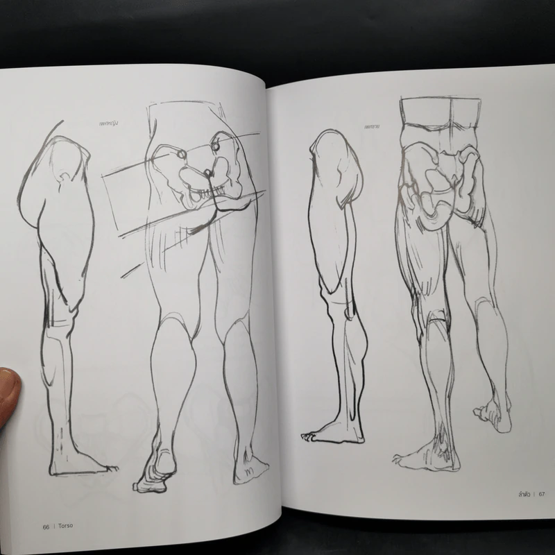 Anatomy for Arttist กายวิภาคอาร์ทิสต์ - มิเชล ลอริเชลลา รูปที่ 17