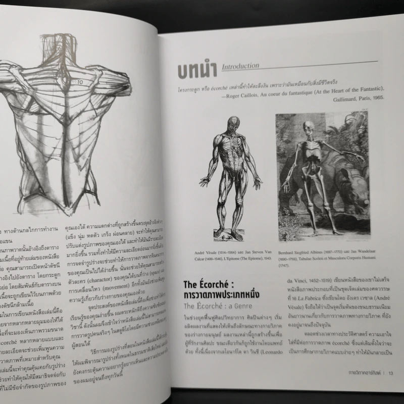 Anatomy for Arttist กายวิภาคอาร์ทิสต์ - มิเชล ลอริเชลลา รูปที่ 12