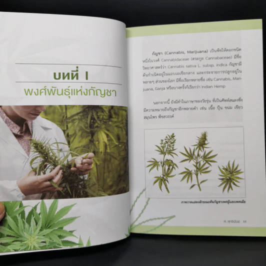 กัญชา สรรพยาแห่งความหวัง - ส.สุทธิพันธ์ รูปที่ 10