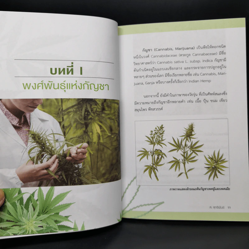 กัญชา สรรพยาแห่งความหวัง - ส.สุทธิพันธ์ รูปที่ 10