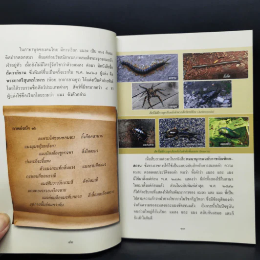 สารานุกรมไทยสำหรับเยาวชน ฉบับเสริมการเรียนรู้ เล่ม 17 รูปที่ 12